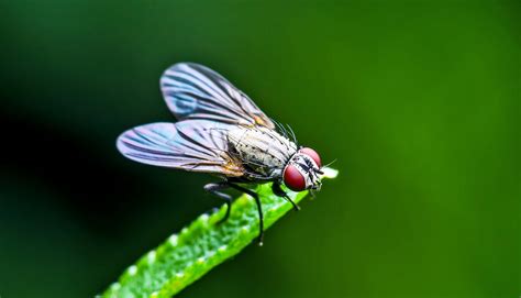 Fruit Fly Wings Hint At How Human Organs Form Laptrinhx