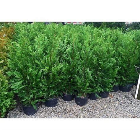 Buy Leyland Cypress Online Privacy Plants Bay Gardens