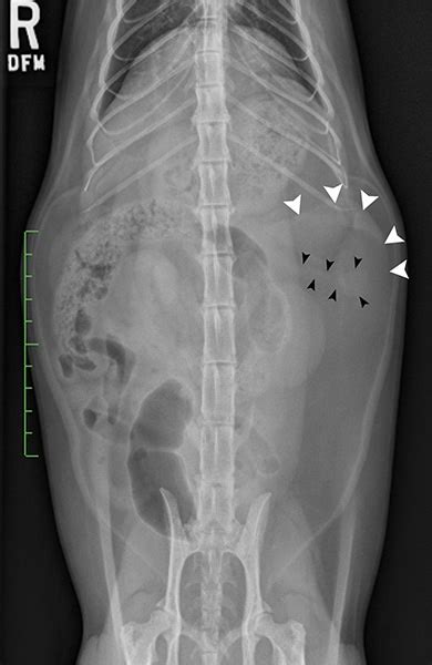 Small Animal Abdominal Ultrasonography The Spleen Todays Veterinary