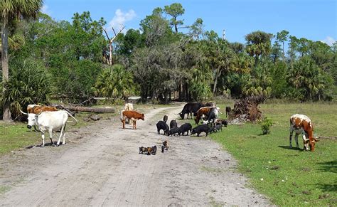 Babcock Swamp Eco Tour Unser Individueller Reisebericht Von Der Ranch Mit Tipps