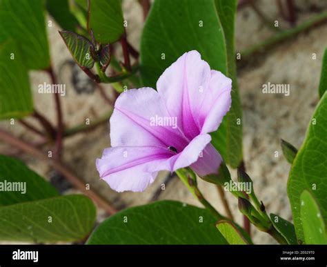 Pink And Purple Morning Glory Flowers Or Railroad Vine In Bloom On An