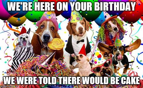 Dog Birthday Meme Birthdaydogscakehappyhappy Birthday Made