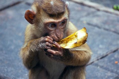 Macaco De Bebê Comendo Banana Foto Premium