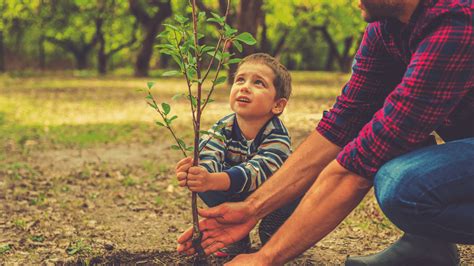 Cómo Plantar Un árbol The Home Depot Blog