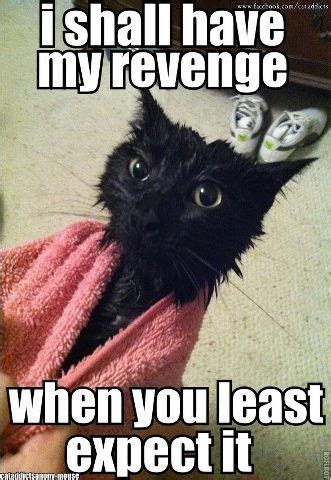Leaving a cat to grow cold for too long leads to a risk of hypothermia. Wet Cats revenge | Crazy cats