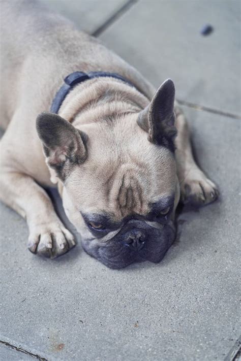 Adorable French Bulldog Face Stock Image Image Of Bulldog Beige