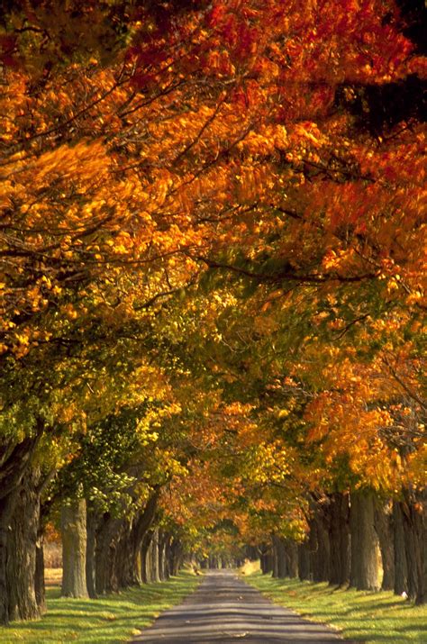 Fall Foliage Stock Images - Naper Design | Naperville Web Design and SEO