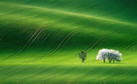 Green Scenery Images