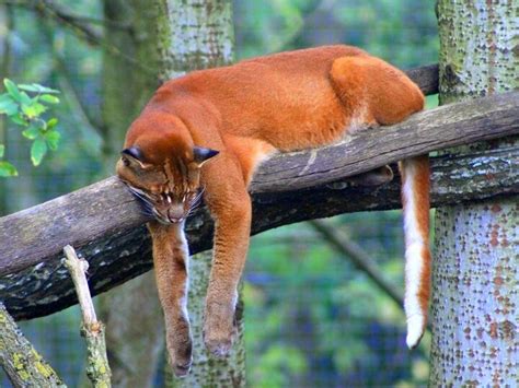 Berbeda dengan sesame jenisnya, caracal liar mampu bertahan hidup hingga 12 tahun. √ 5 Fakta Menarik Tentang Kucing Emas - Rafsablog.id