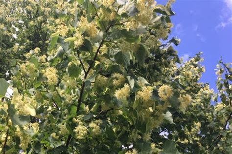 Fragrant Linden Trees Have Complex Tie To Occasional Bumble Bee Deaths