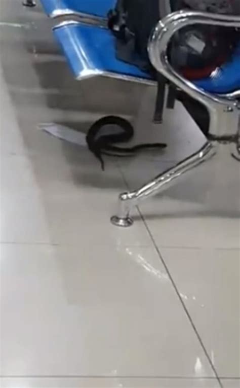 Viral Snake Slithering At Dzr Airport Frightens Passengers