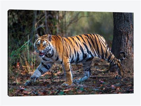 Bengal Tiger V Bandhavgarh National Park Umaria District Ma Icanvas