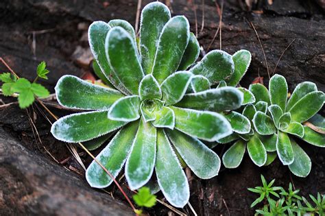 Forearm Sleeve Tattoos, Succulents, Plants, Succulent Plants, Plant