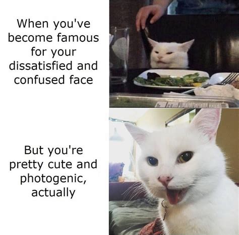 Confused Cat Meme 20 фото