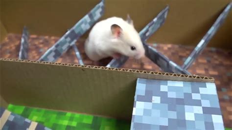 Hamster Escapes From A Minecraft Prison Maze 🐹 Youtube