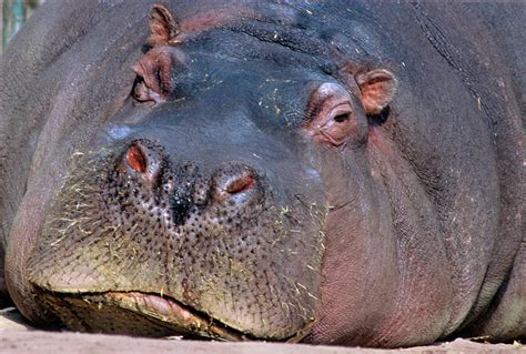 Close Up Portrait Of Hippopotamus Photograph By Animal Images Fine