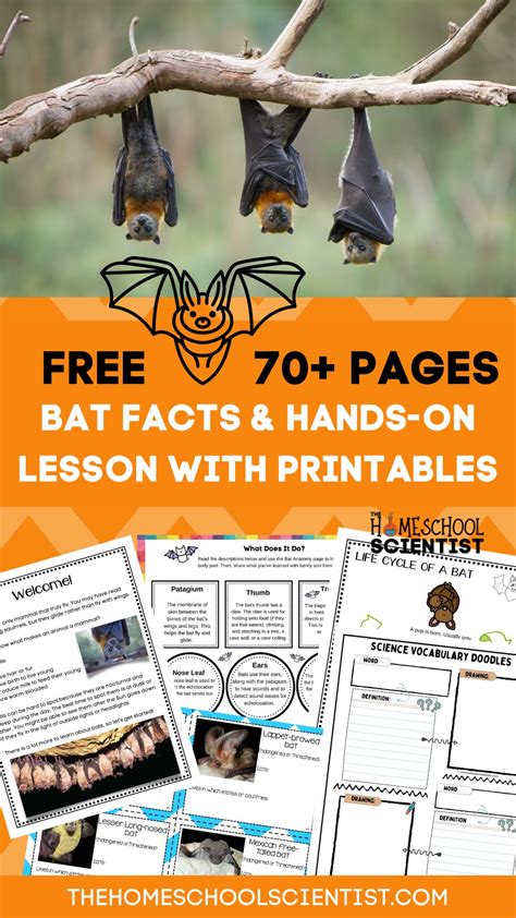 Fascinating Bat Facts For Kids With Printable Lesson And Stem Activities