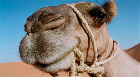 ¿sabías Que Los Camellos Tienen Tres Párpados Invdes
