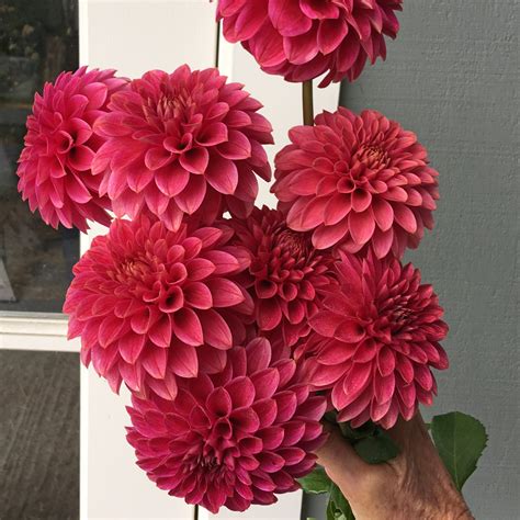 Kas Rosie Jo Plant Size 35 Bloom Size 325