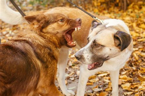Dos Lindos Amigos Perros Jugando Juntos Y Mordiendo En El Parque Del