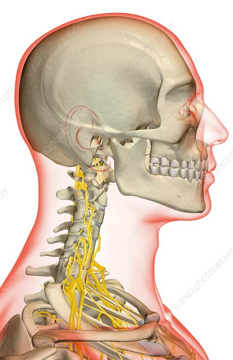 the nerves of the neck stock image f001 6797 science photo library