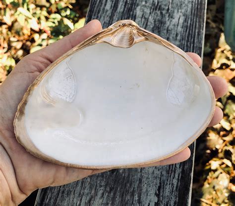 Huge Gilded 4 6 Surf Clam Sea Clam Shell From Cape Cod Etsy