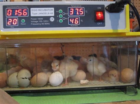 Automatic Chicken Eggs Incubators Ecochicks Poultry Ltd