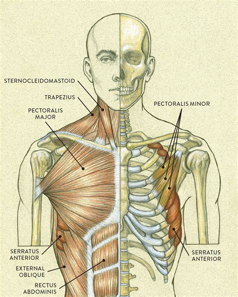Anatomy Study Anatomy Drawing Body Drawing Figure Drawing Body