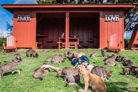 Welcome to paradise: Hawaiian cat sanctuary