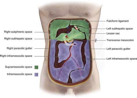 Peritoneal Cavity And Gastrointestinal Tract Radiology Key