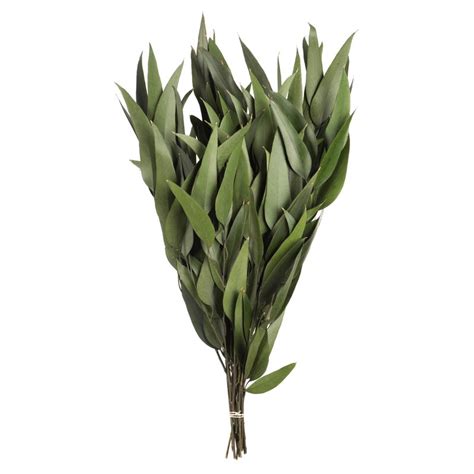 Willows are deciduous, weeping trees with a stout trunk, growing to about 10 m high. Weeping Willow Eucalyptus Salix Bush & Reviews | Joss & Main