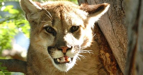 He is the guardian of the eastern border. Colorado mountain lion: How trail runner killed Horsetooth ...