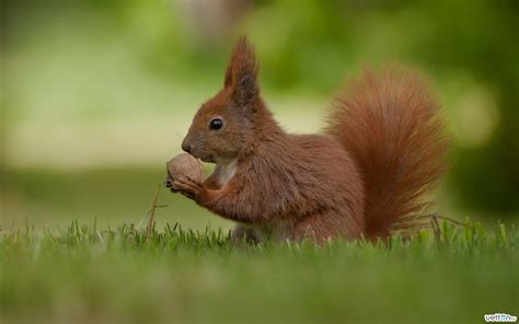 Red Squirrel Eekhoorn