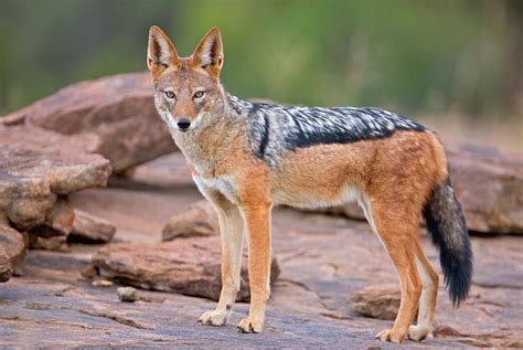 Savanna Totem Photos and Their Purpose as Spiritual Teachers