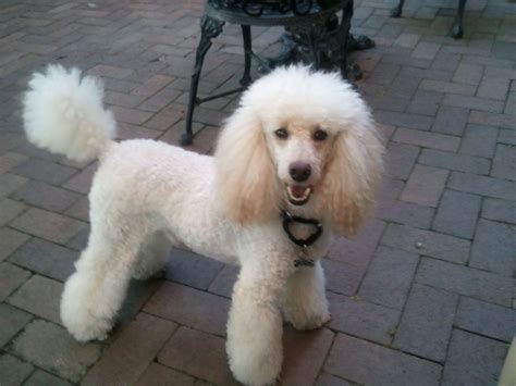 Poodle Breed Guide Learn About The Poodle