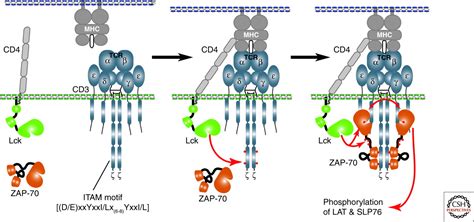 Zap 70 An Essential Kinase In T Cell Signaling