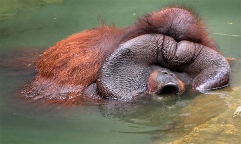 Wheres My Snack Gone Enormous Orangutan Chews The Fat As He Takes It