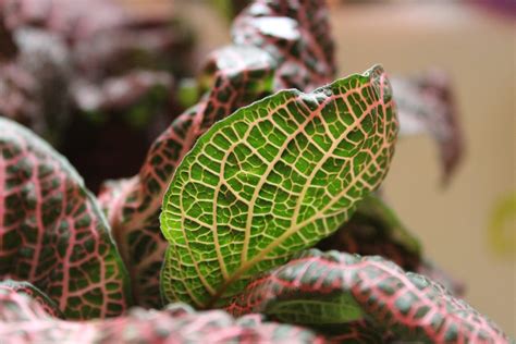 Fittonia Care 4 Easy Tips For Growing This Beautiful Plant The