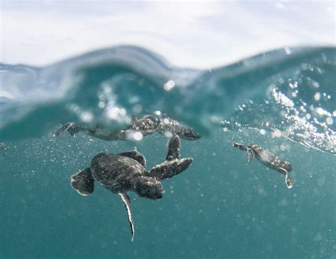 For Baby Sea Turtles Beaches Are Becoming Safer But Ocean Threats Persist
