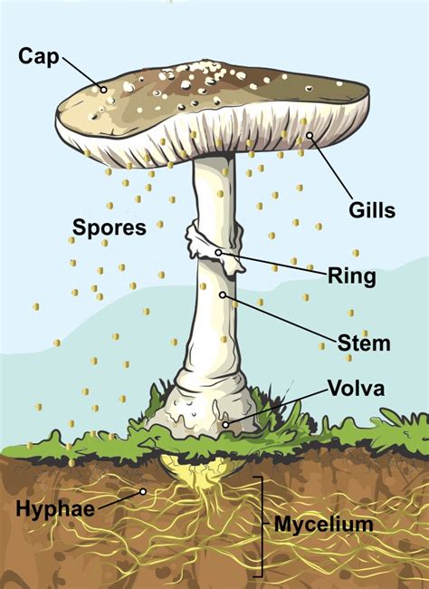 A Guide To All The Parts Of A Mushroom Grocycle