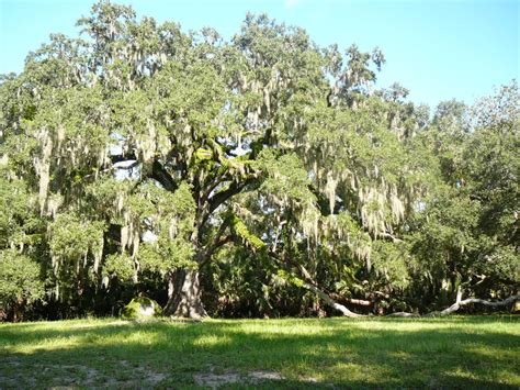 All About Oaks In Florida Real Estate