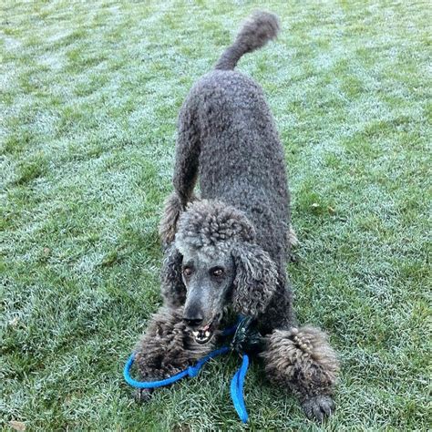 Poodles are highly sociable breeds because they can interact positively with humans and other animals. Pin by Alan Ameneyro on Dogs | Silver poodle, Standard ...