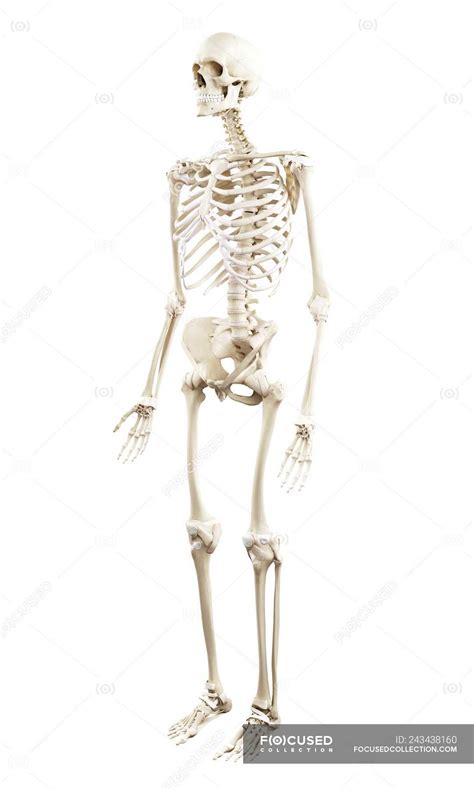 Illustration of human skeleton on white background. — spine, curvature ...