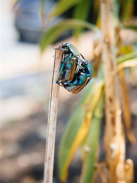 Don't scare them away, don't follow tips for discouraging them. 6 Smart Tricks That Get Rid of Fig Beetles (Naturally ...