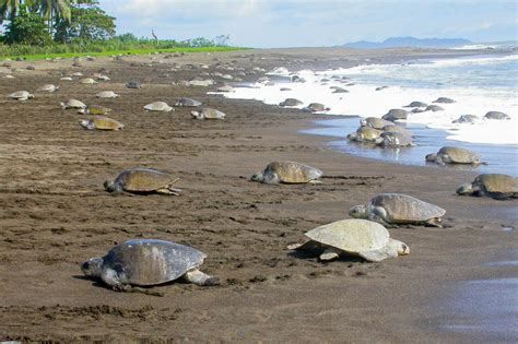 Llegan más de 13 mil tortugas para anidar en playa de Oaxaca