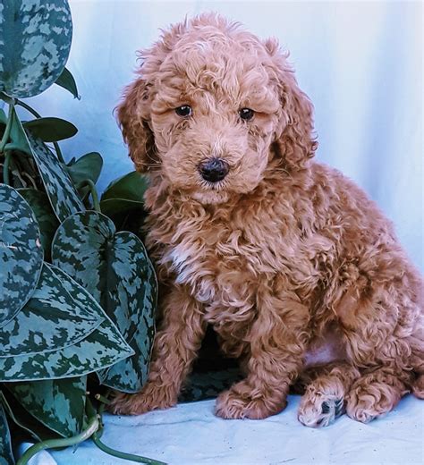 Miniature Poodle Puppies For Sale Locust Level Road Montgomery