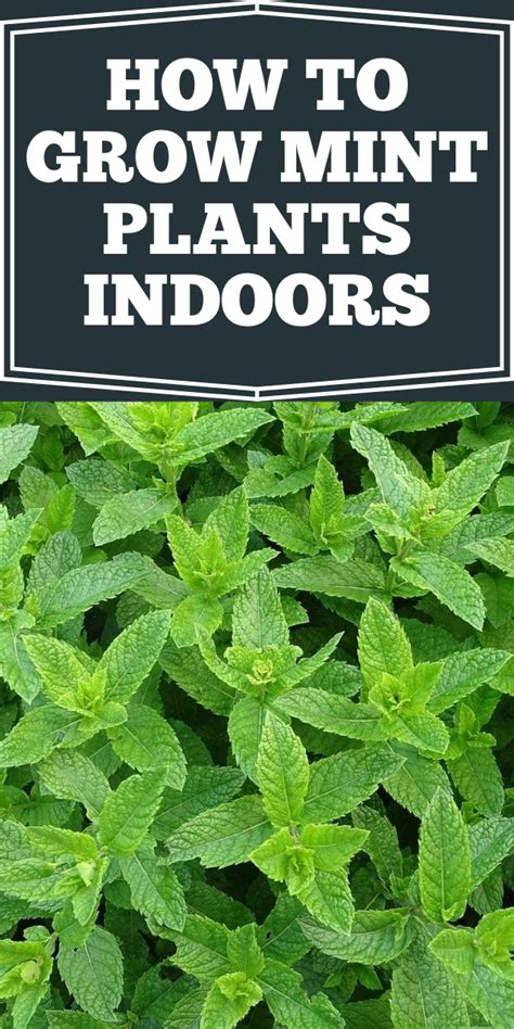 How To Grow Mint Plants Indoors Garden Daily Ideas Mint Plants