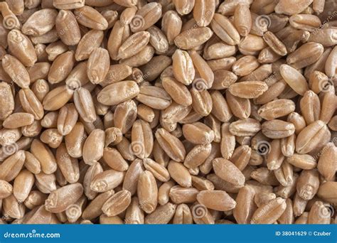 Hard Red Wheat Berries Stock Image Image Of Nutritious 38041629