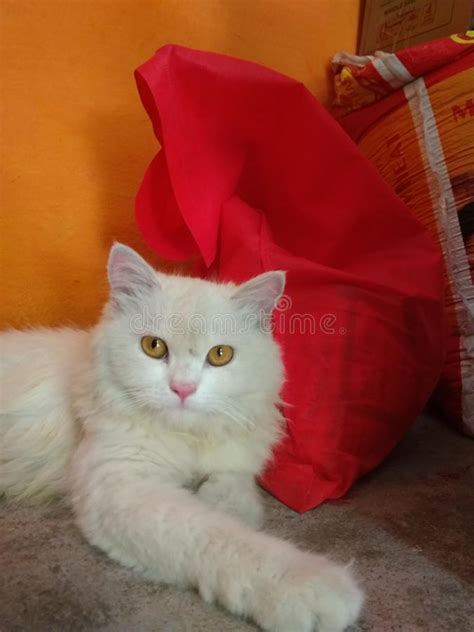 Persian Cat Looking To Camera Stock Image Image Of Camera Furry
