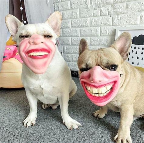 Smiling Dogs Axayinc Dog Human Masks Know Your Meme